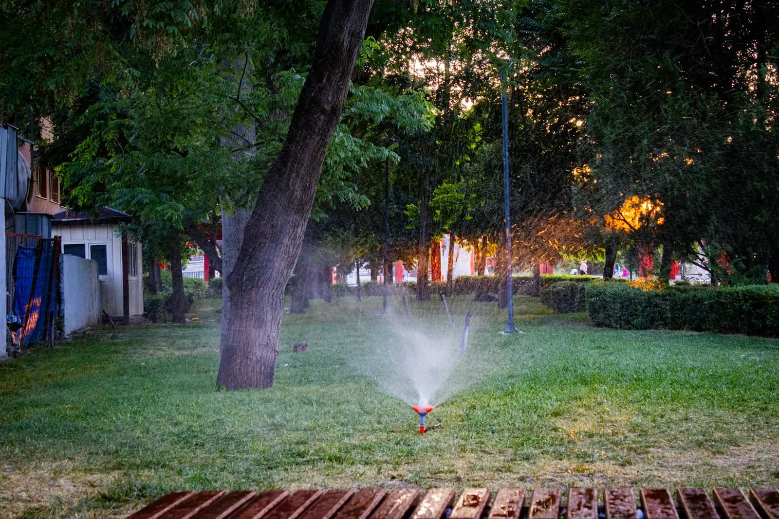 Lawn sprinkler watering grass at sunset